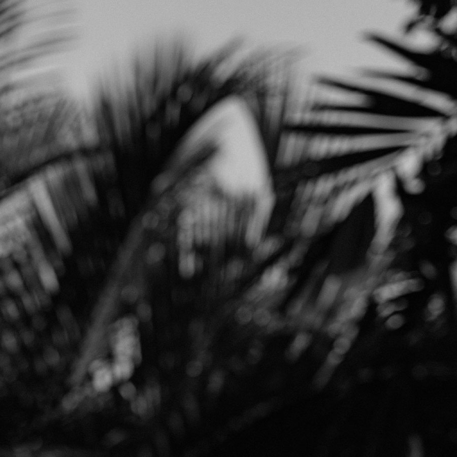 blurry black and white palm fronds